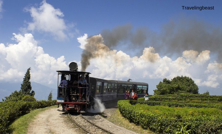 Darjeeling , A garden of tea, India in summer, travelingbeast