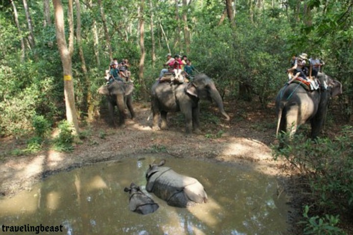 Chitwan National Park, Visit In Nepal, zoo,Elephants, Rhino, mountains, Travelingbeast