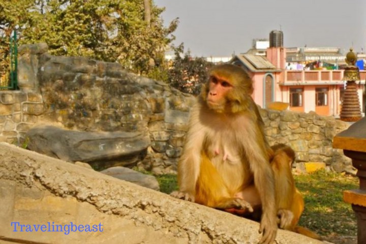 Swayambhu Temple and Meet the Monkeys, Travelingbeast, kathmandu Nepal 