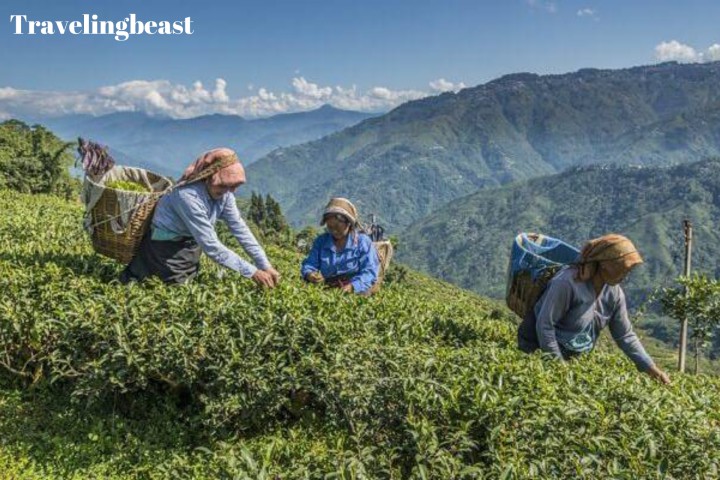 Sepoy Dhura Tea Garden , Siliguri