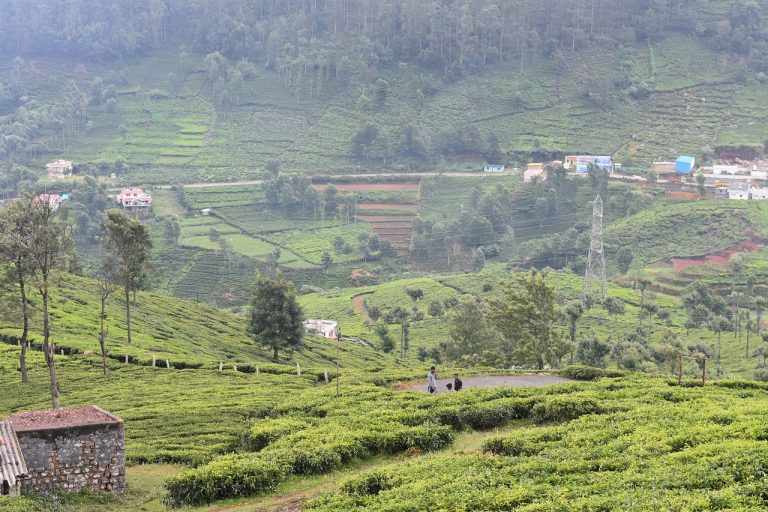 tea plantation, mountain, countryside-6552645.jpg