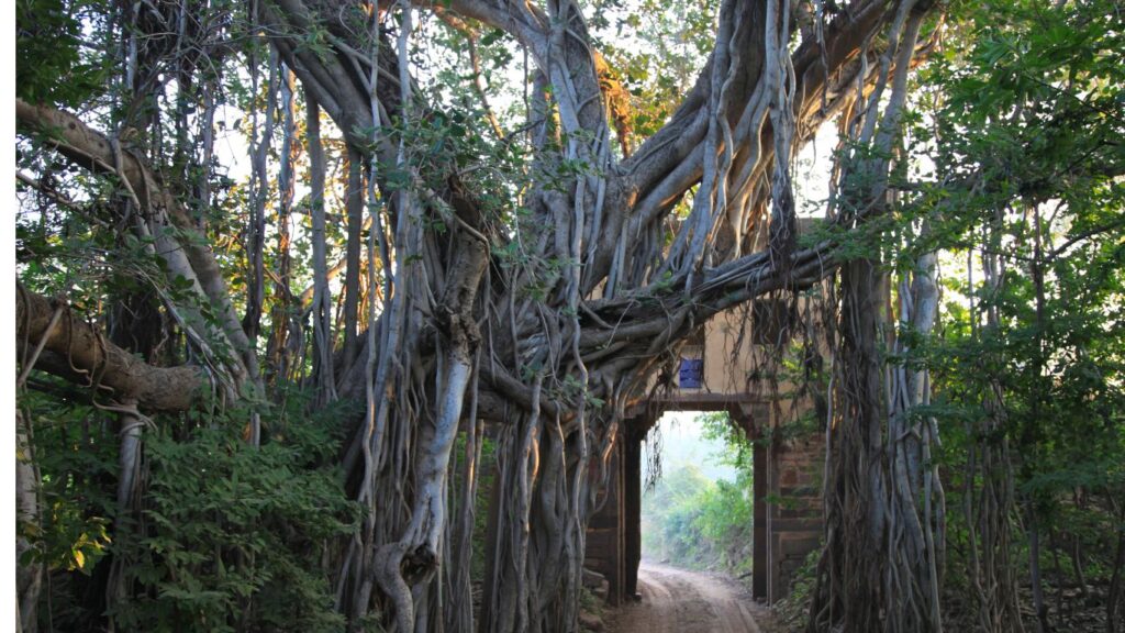 Ranthambore National Park